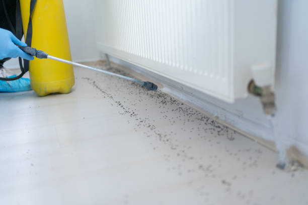 Best Wasp Removal Services  in Cold Spring, KY