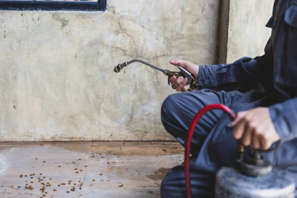 Best Termite Control Services  in Cold Spring, KY